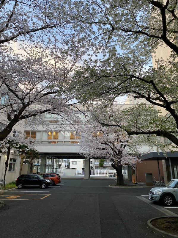 ELSI棟の周りの桜